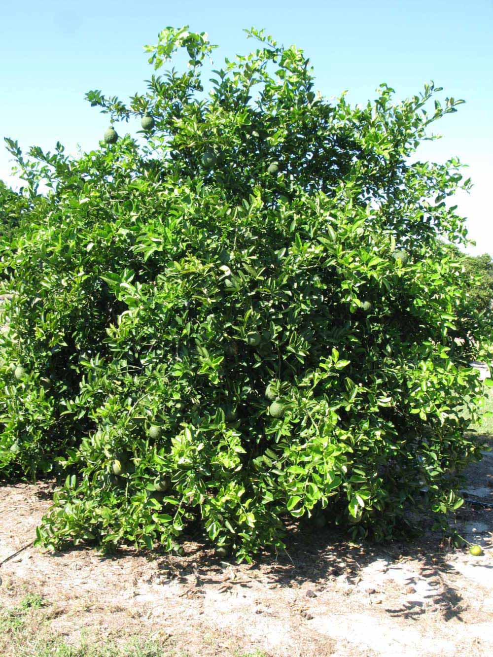            Habit (Winter Haven, FL)   